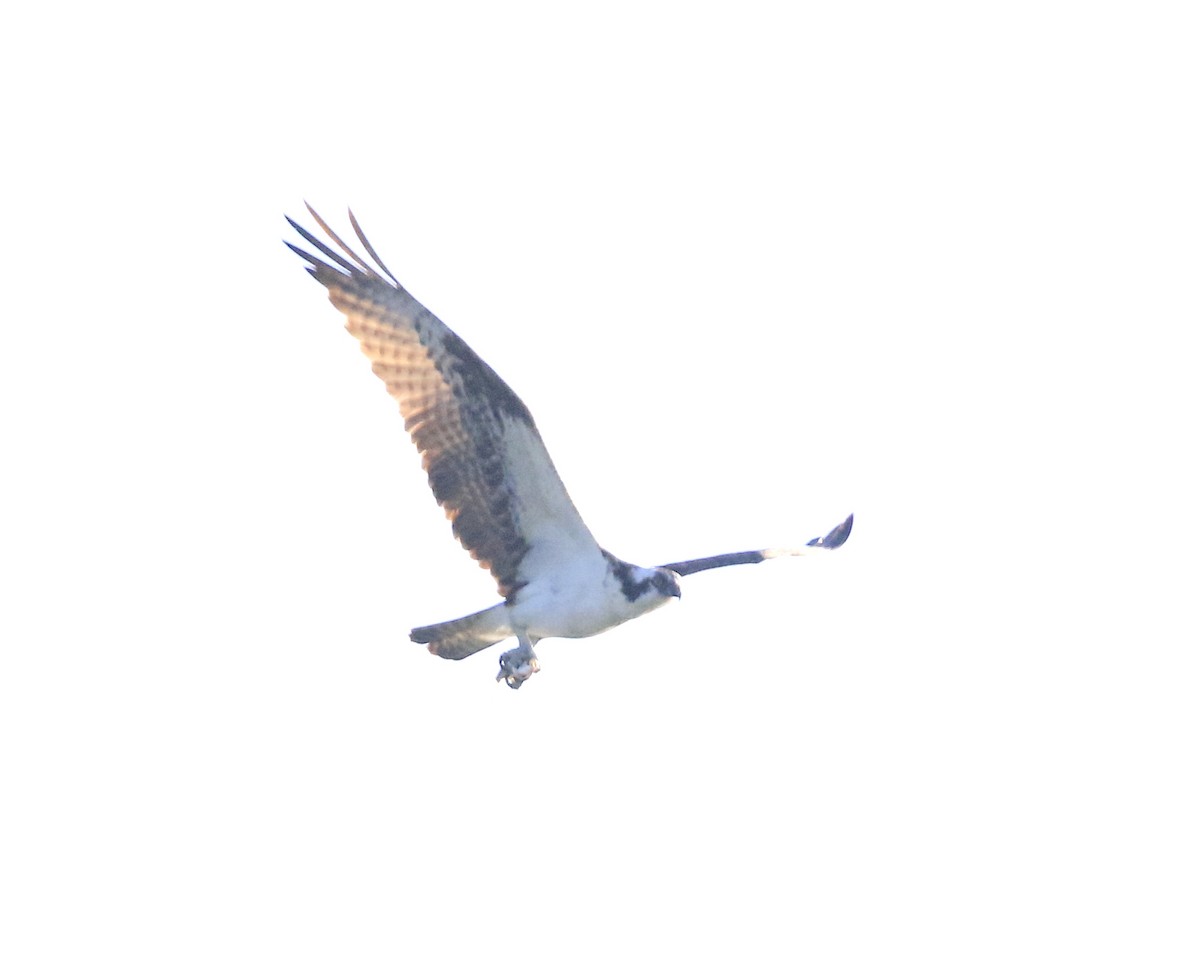 orlovec říční (ssp. carolinensis) - ML642461172