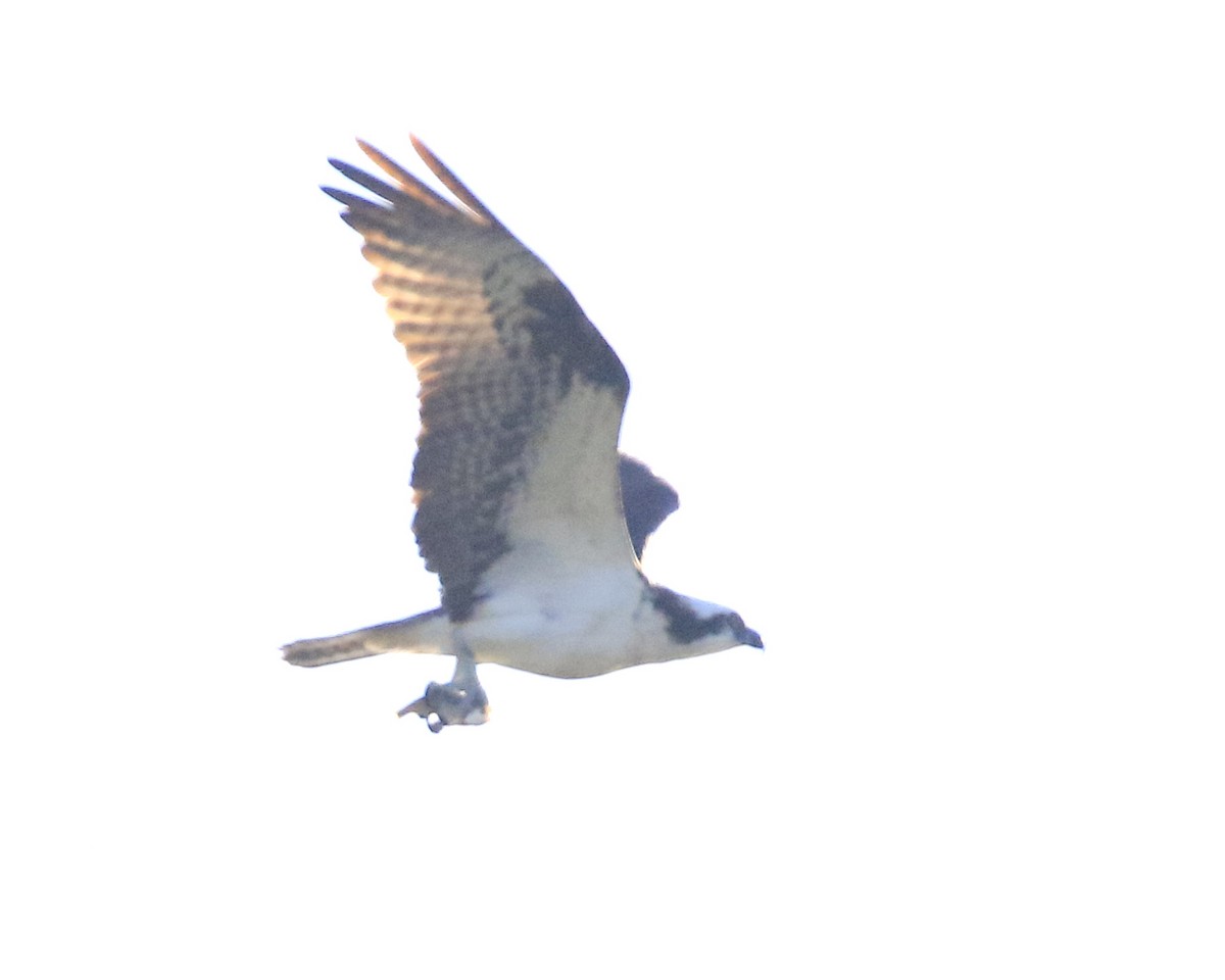 orlovec říční (ssp. carolinensis) - ML642461173