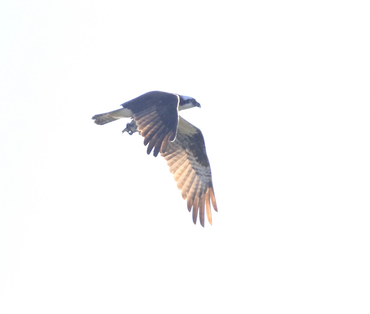 orlovec říční (ssp. carolinensis) - ML642461174