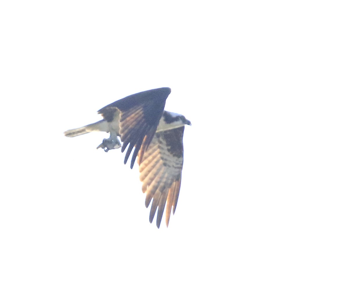 orlovec říční (ssp. carolinensis) - ML642461175