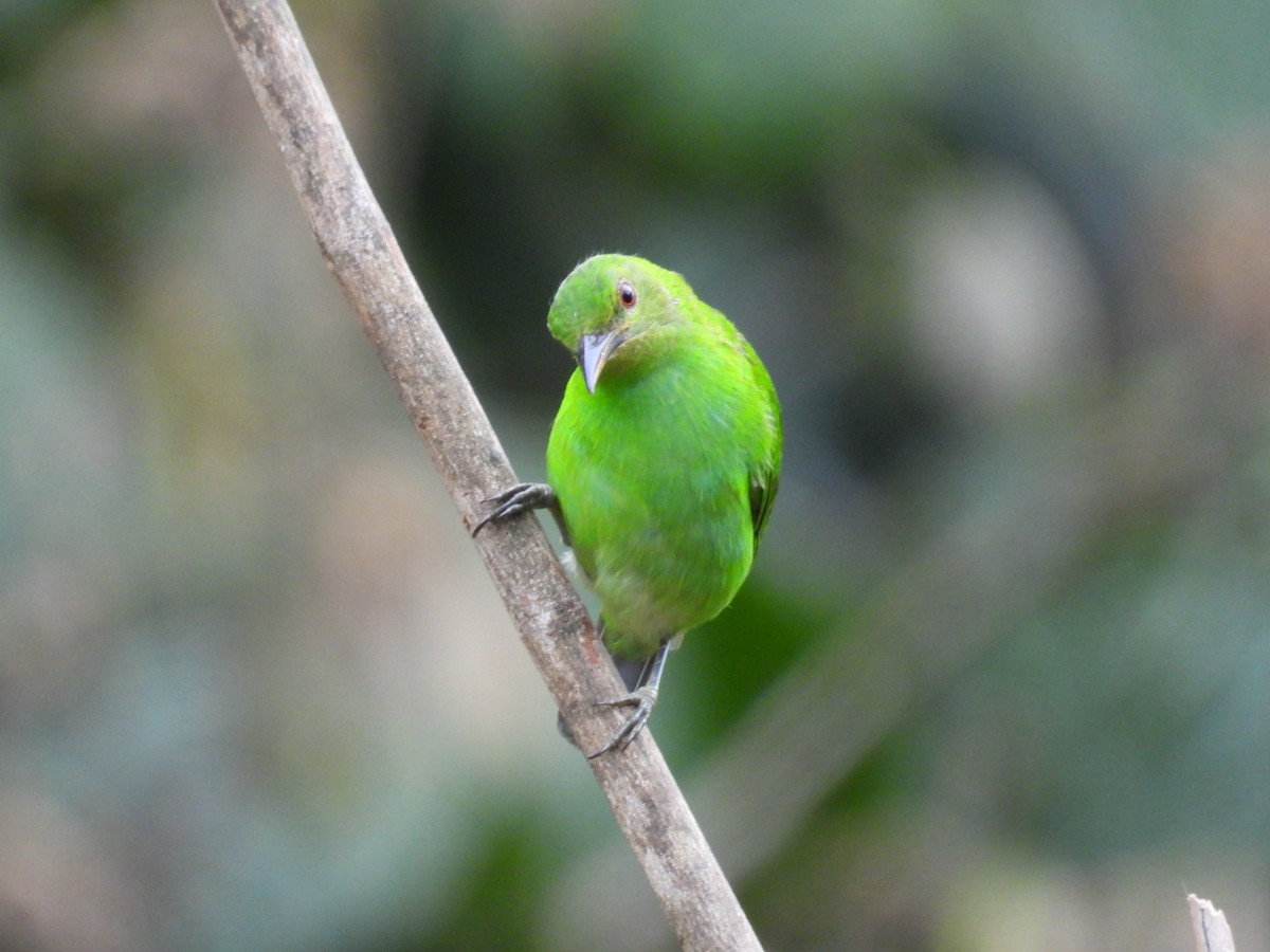 Green Honeycreeper - ML642461180