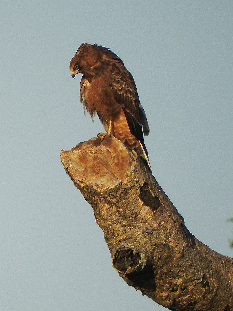 African Harrier-Hawk - ML642461187