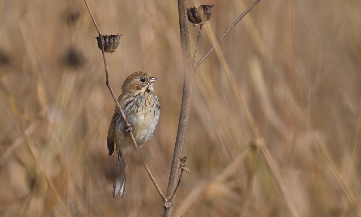Pallas's Bunting - ML642461189