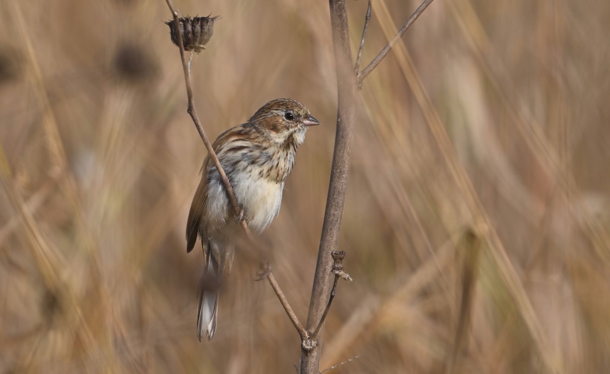 Pallas's Bunting - ML642461192