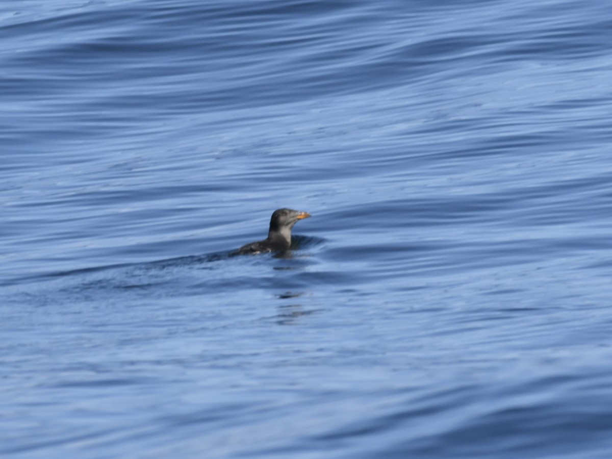 Rhinoceros Auklet - ML642461207