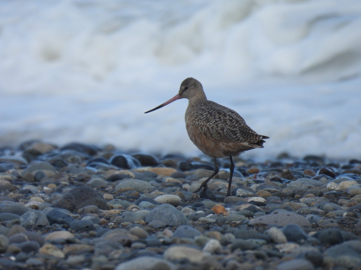 Marbled Godwit - ML642461213