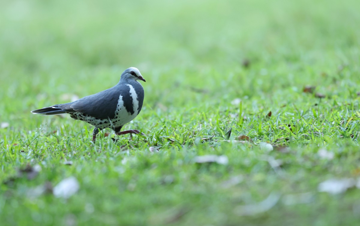 Wonga Pigeon - ML642461215