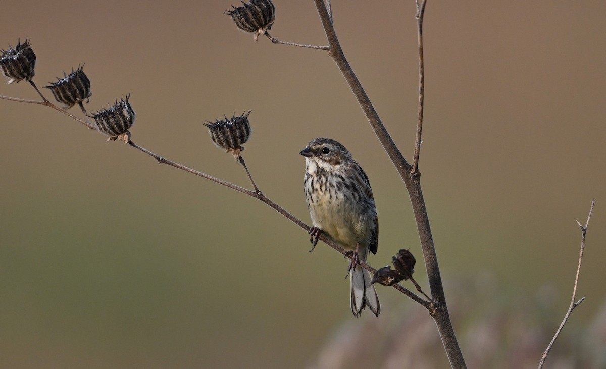 Pallas's Bunting - ML642461228