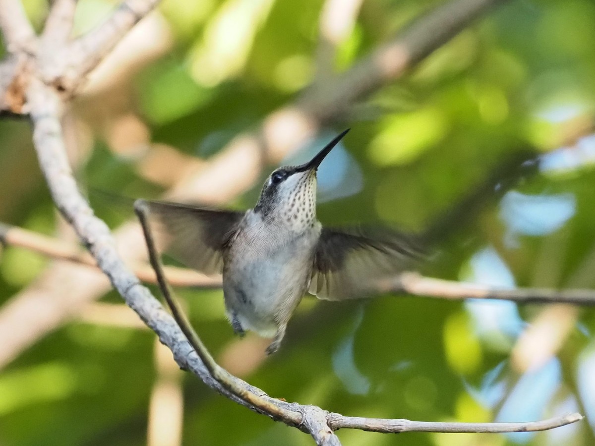 Black-chinned Hummingbird - ML642461249
