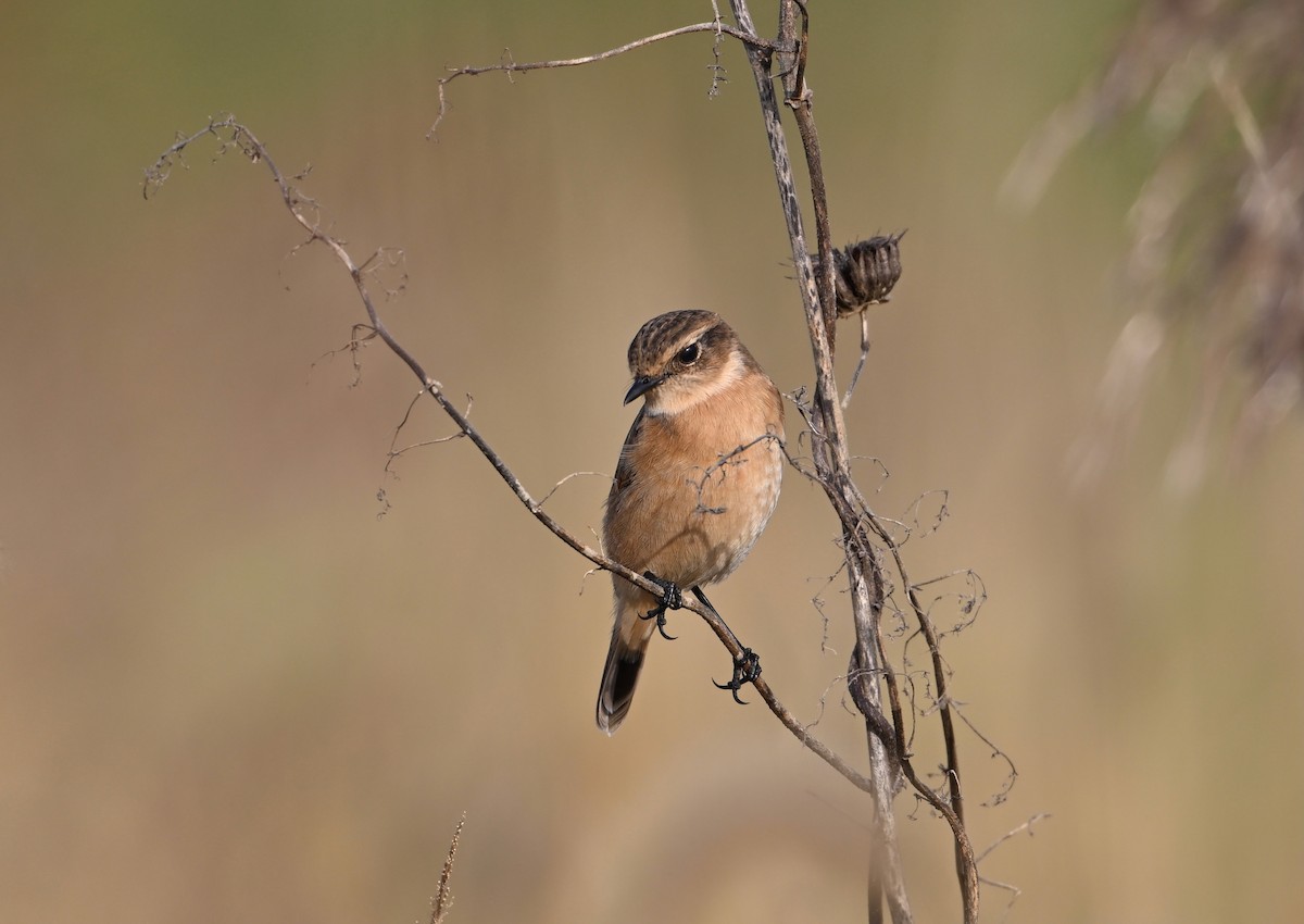 Amur Stonechat - ML642461251