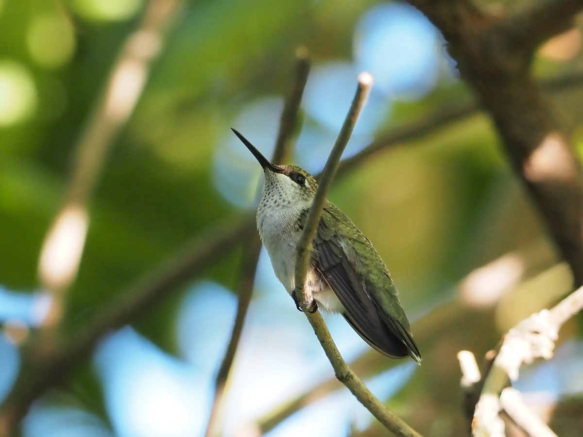 Black-chinned Hummingbird - ML642461252