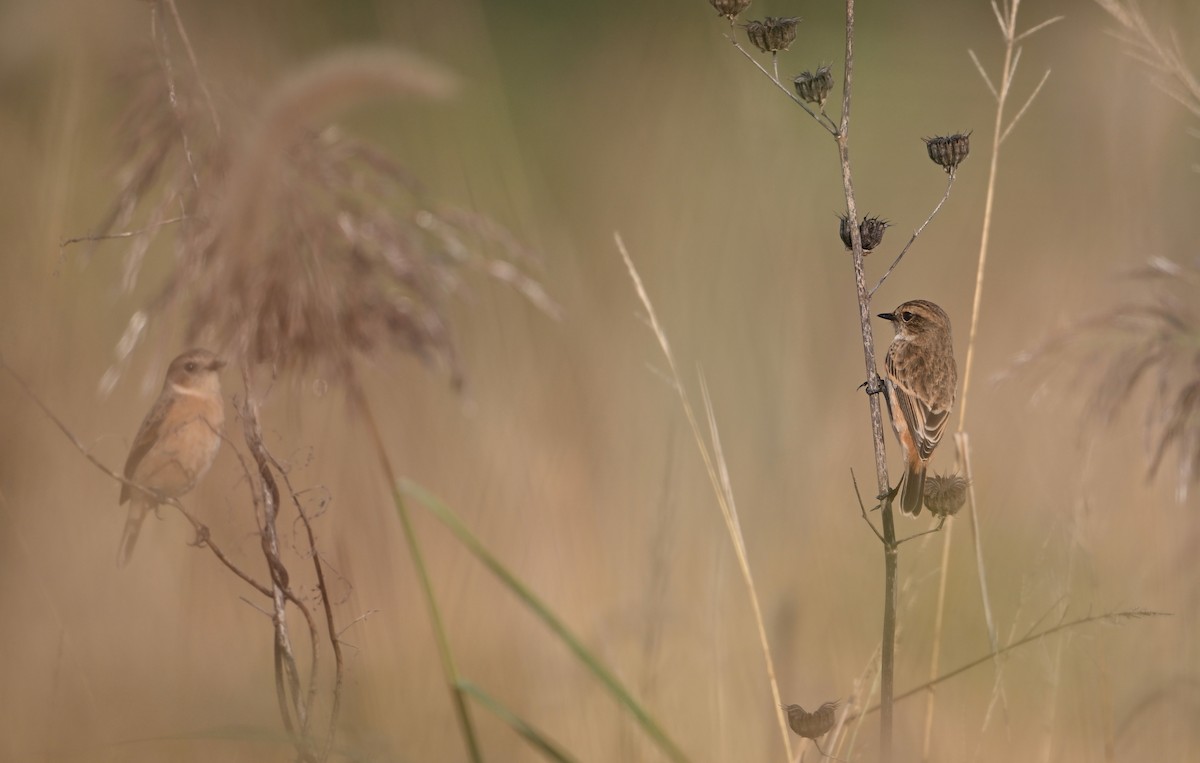Amur Stonechat - ML642461254