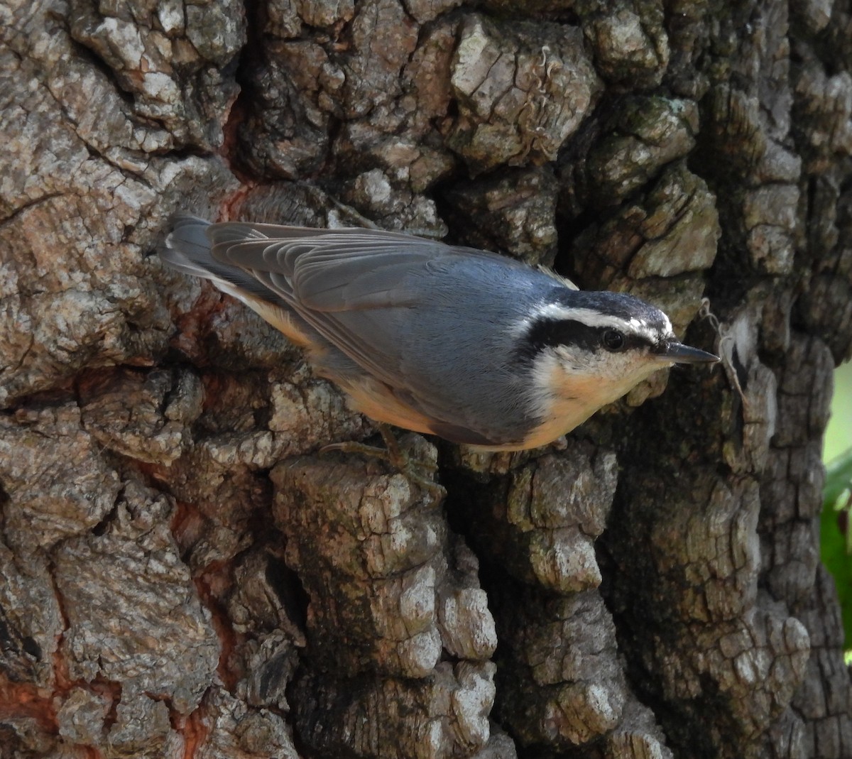 Red-breasted Nuthatch - ML642461255