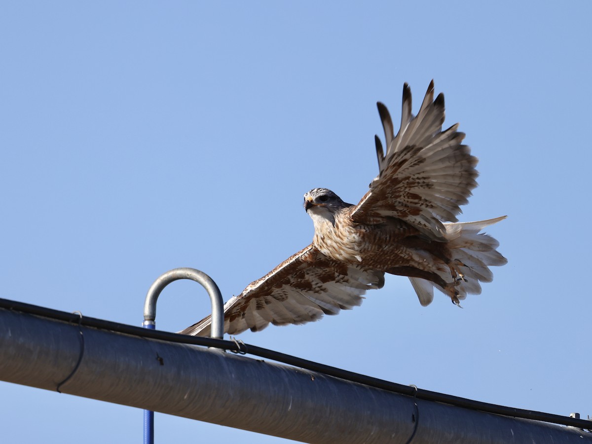 アカケアシノスリ - ML642461257