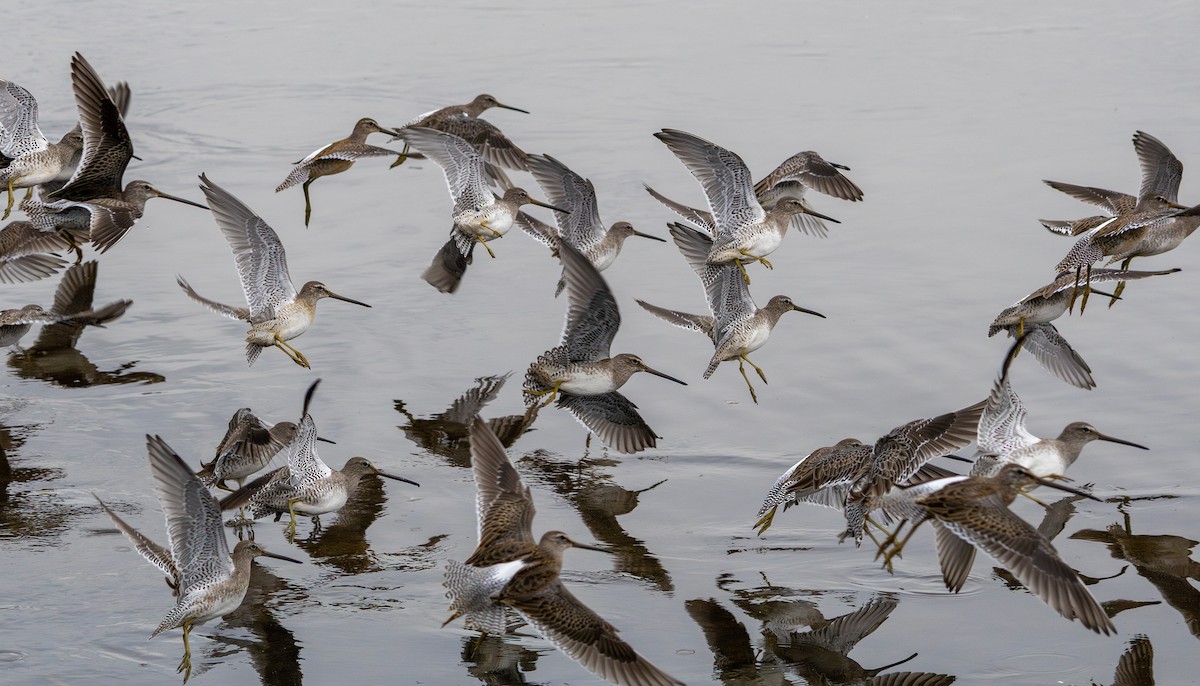 Long-billed Dowitcher - ML642461258