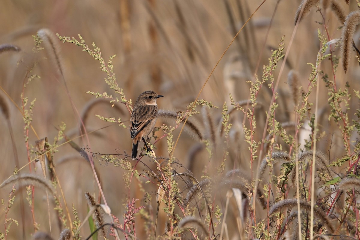 Amur Stonechat - ML642461259