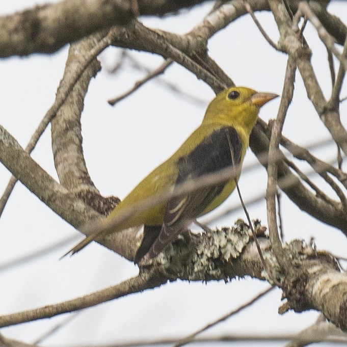 Scarlet Tanager - ML642461262