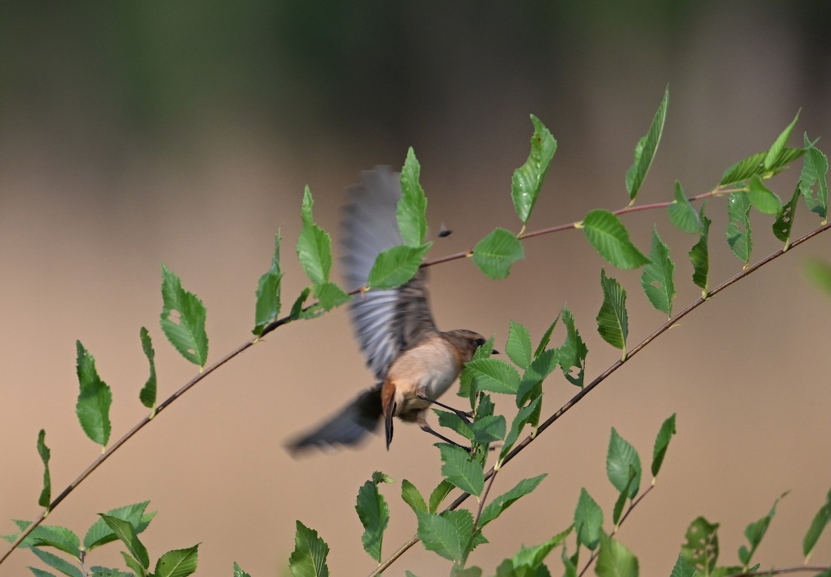 Amur Stonechat - ML642461264