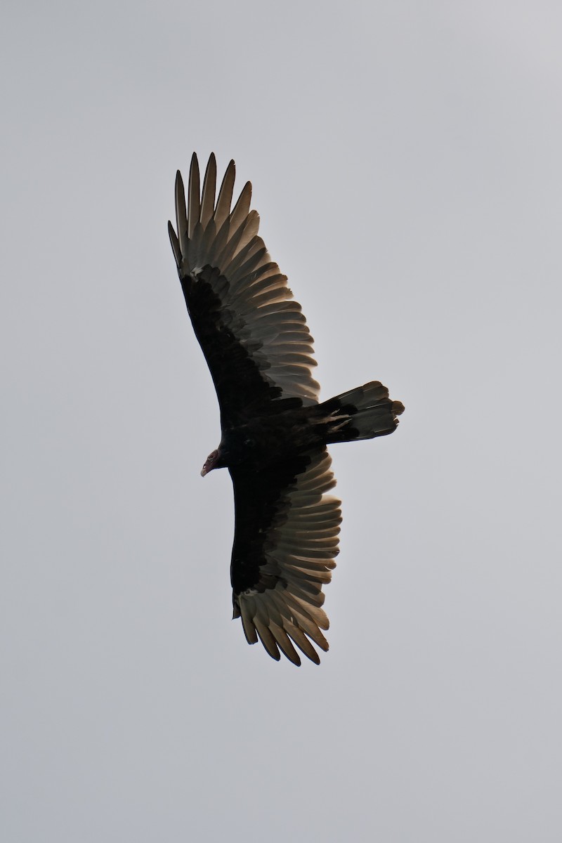Turkey Vulture - ML642461265