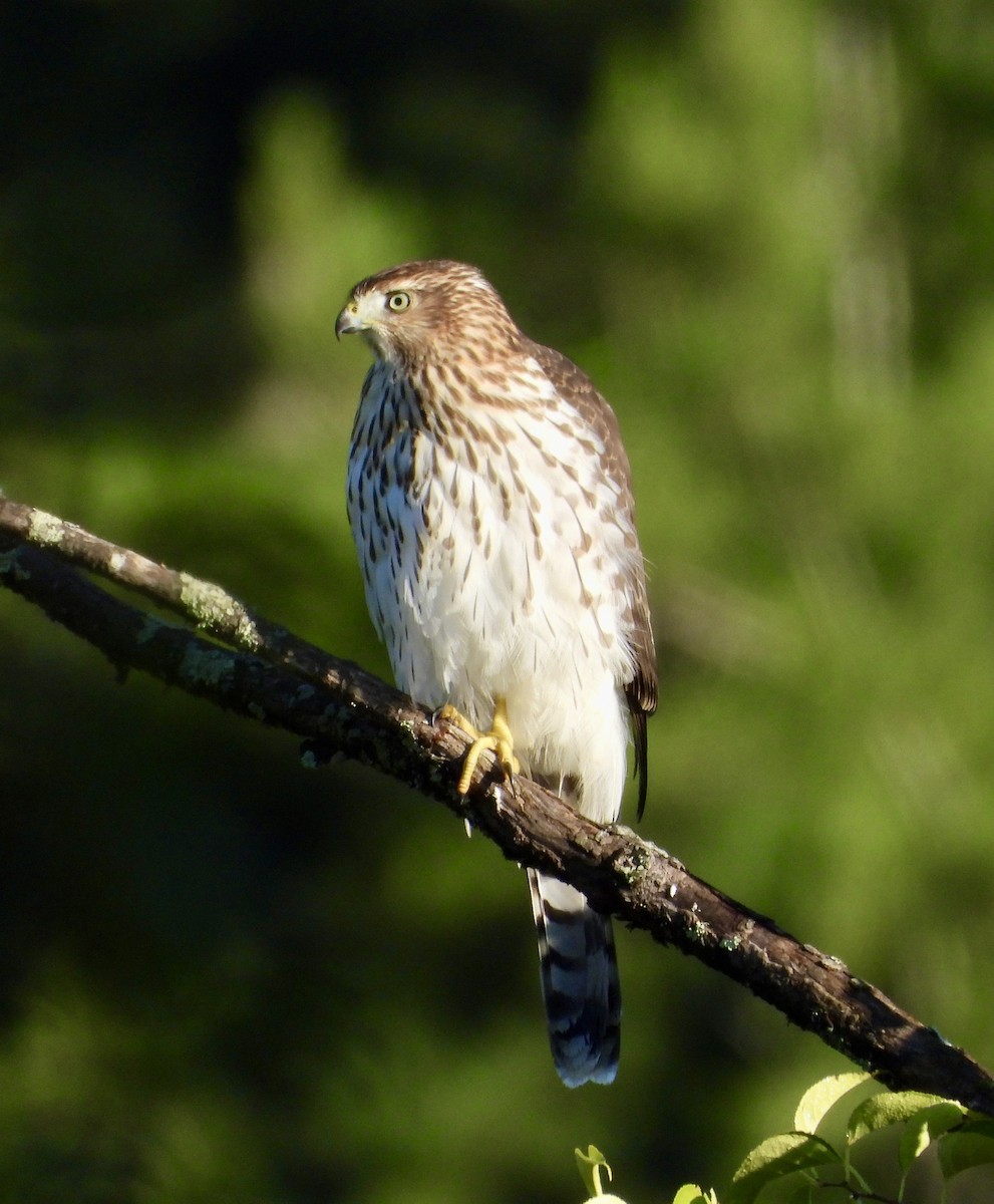 Cooper's Hawk - ML642461266