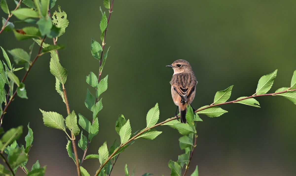 Amur Stonechat - ML642461267