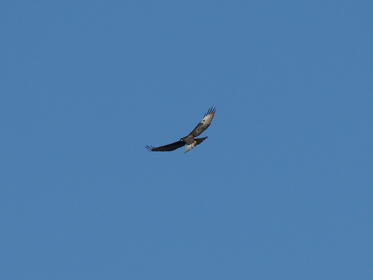 Short-tailed Hawk - ML642461268