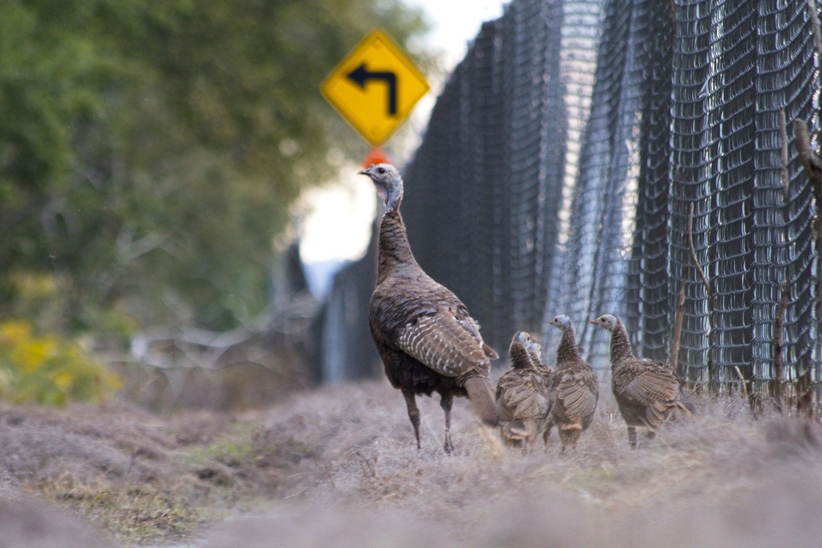 Wild Turkey - ML642461269