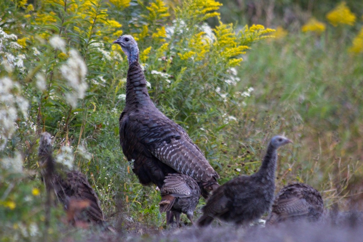 Wild Turkey - ML642461270
