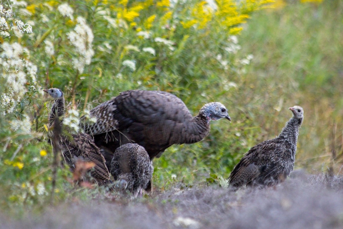 Wild Turkey - ML642461271