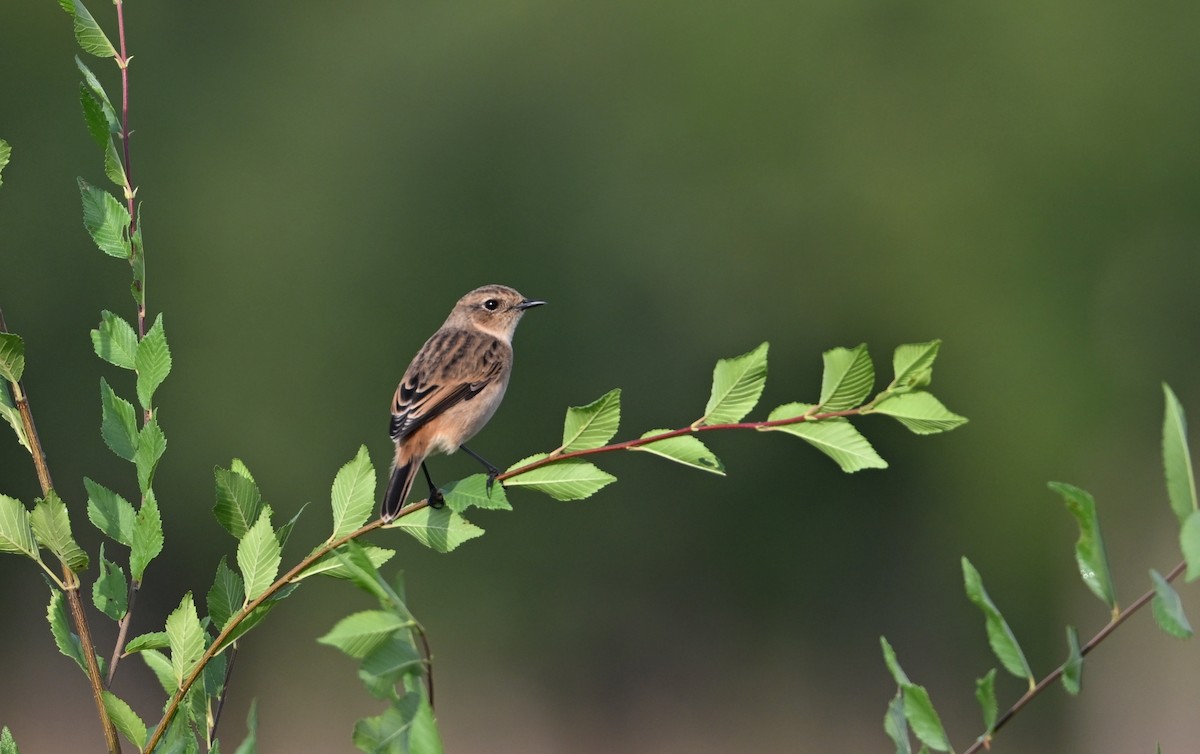 Amur Stonechat - ML642461272