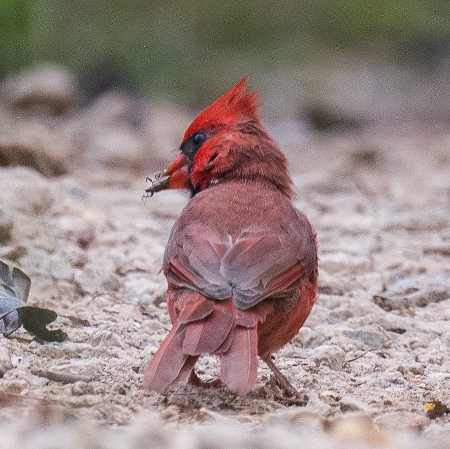 Northern Cardinal - ML642461274