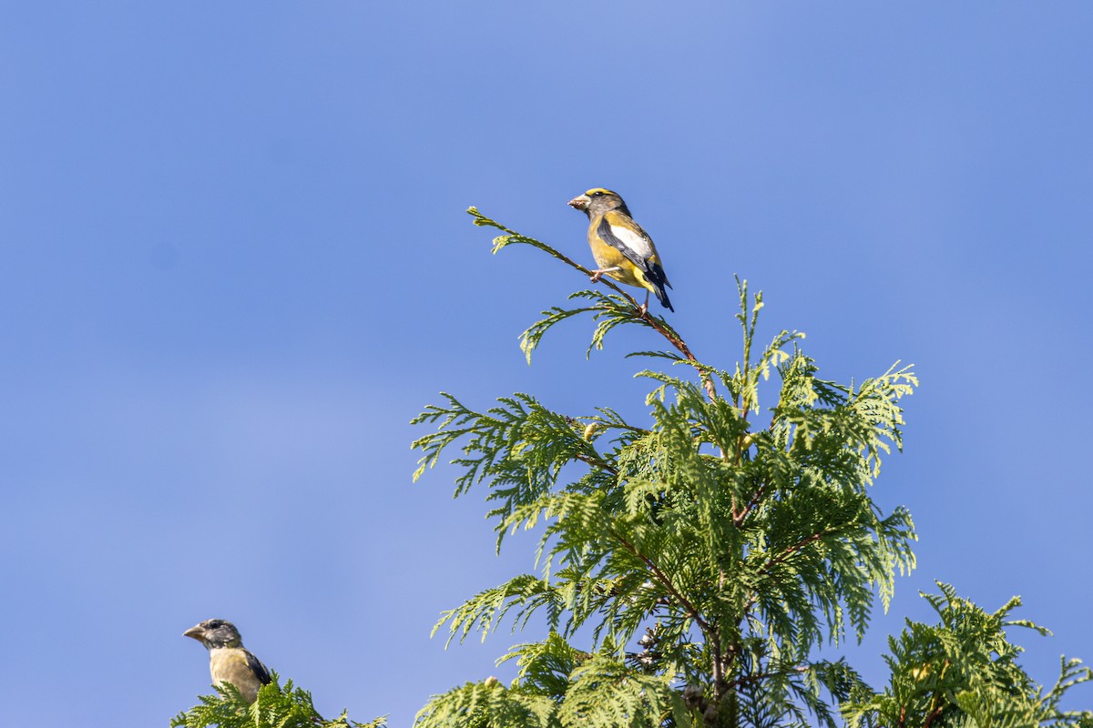 Evening Grosbeak - ML642461275