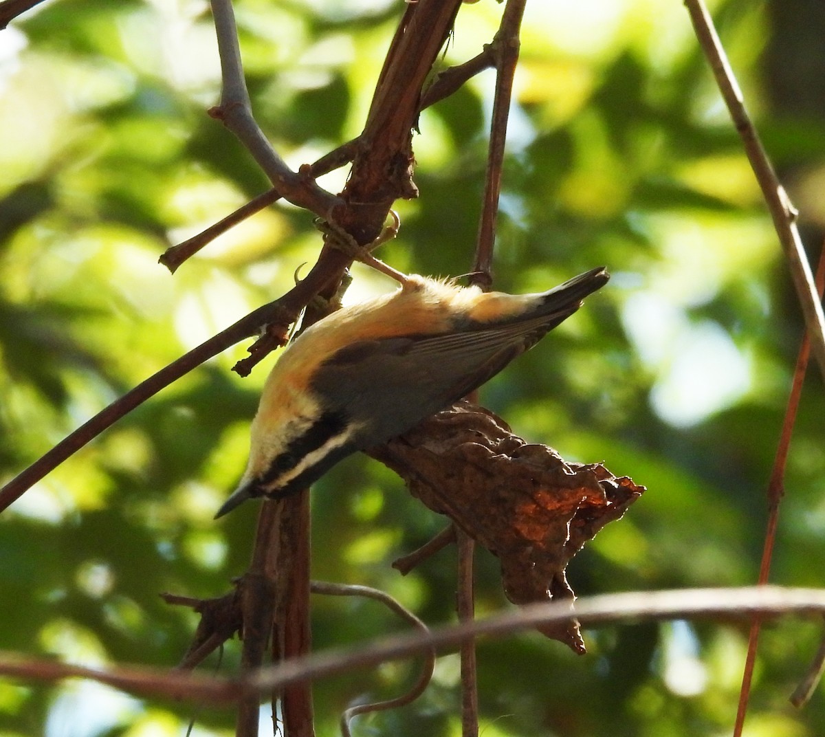 Red-breasted Nuthatch - ML642461276