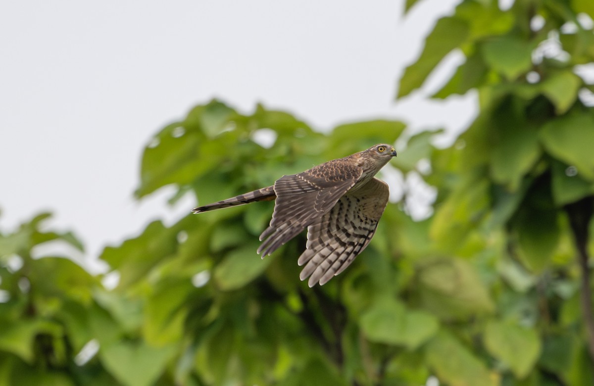 Sharp-shinned Hawk - ML642461277