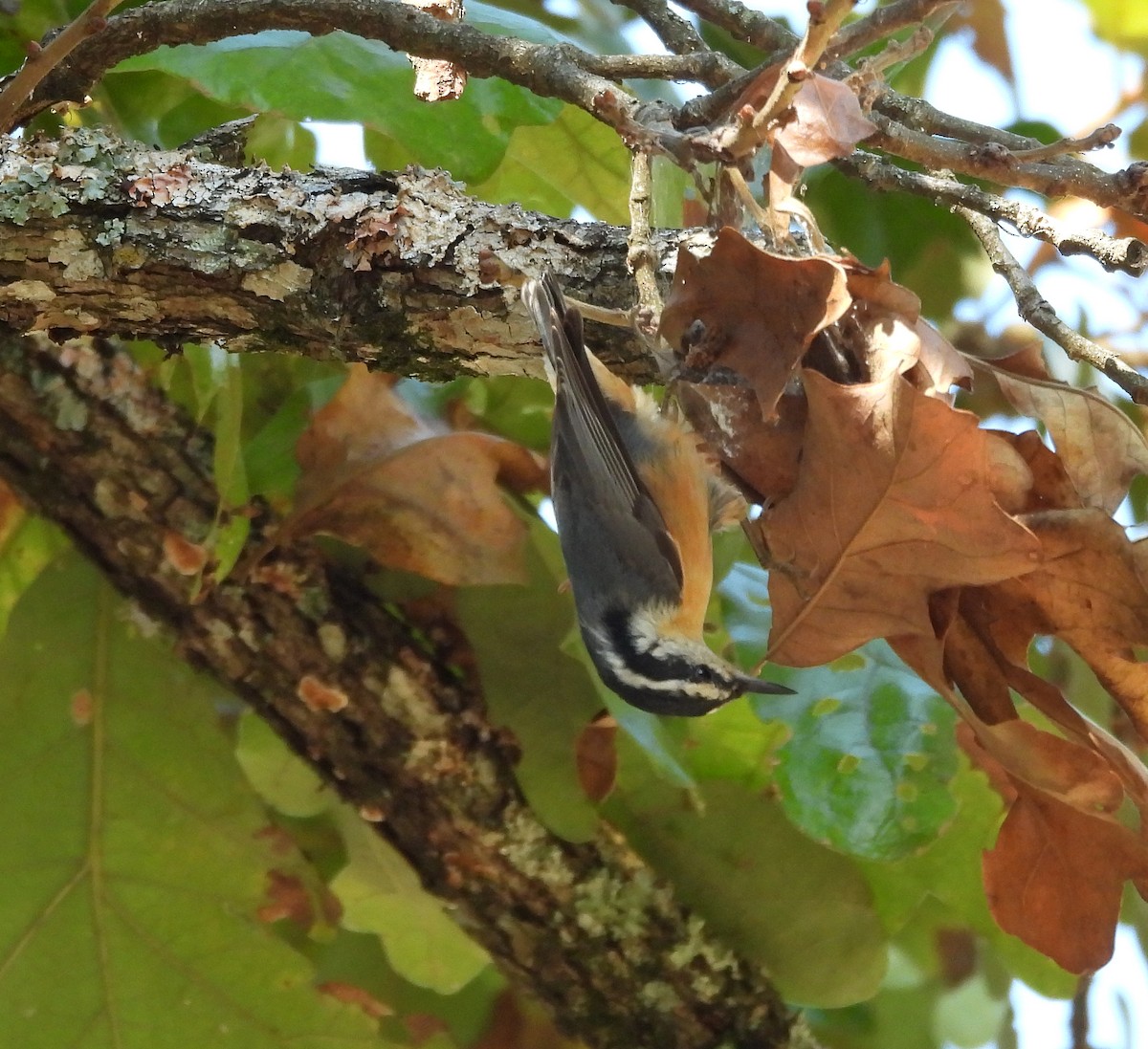 Red-breasted Nuthatch - ML642461278