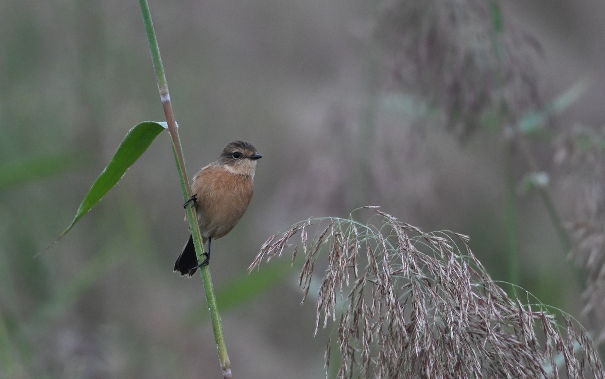 Amur Stonechat - ML642461279