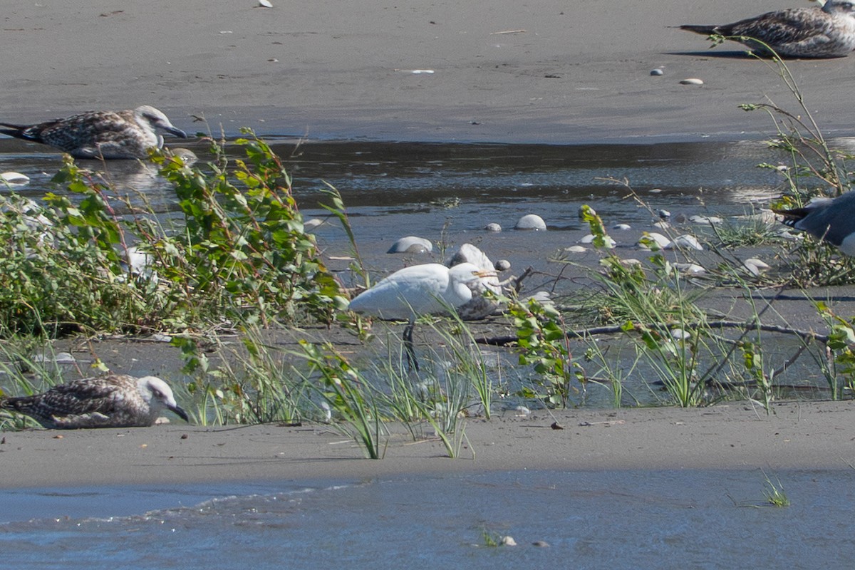 Western Cattle-Egret - ML642461280
