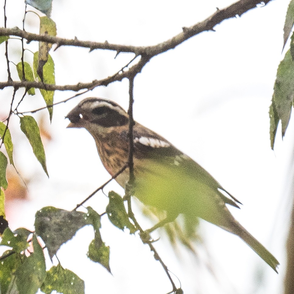 Rose-breasted Grosbeak - ML642461281