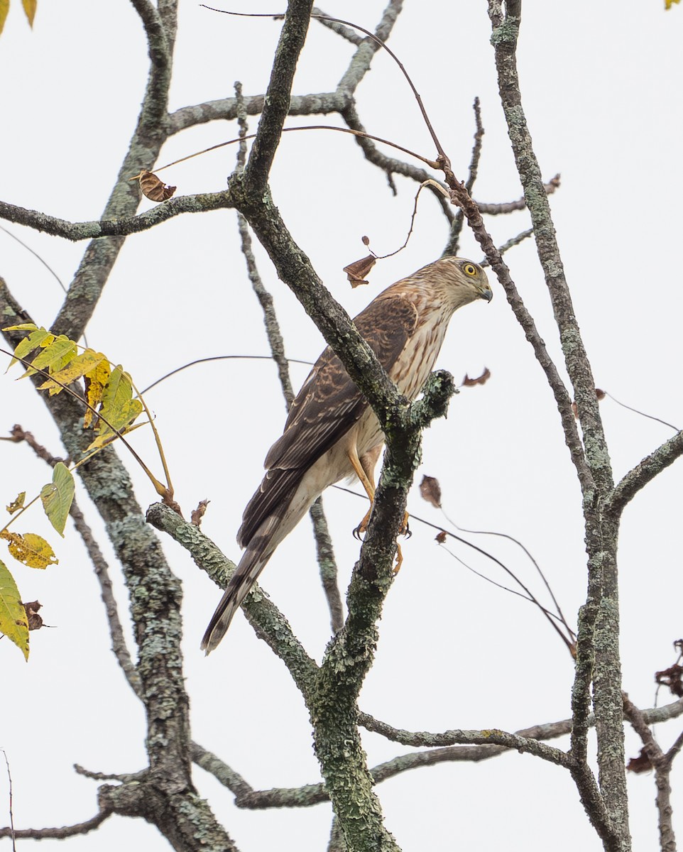 Sharp-shinned Hawk - ML642461284