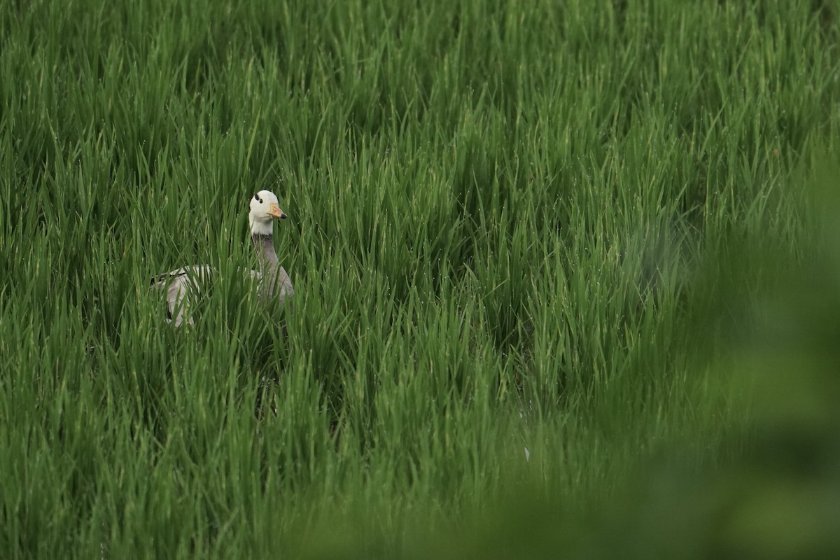 インドガン - ML642461346