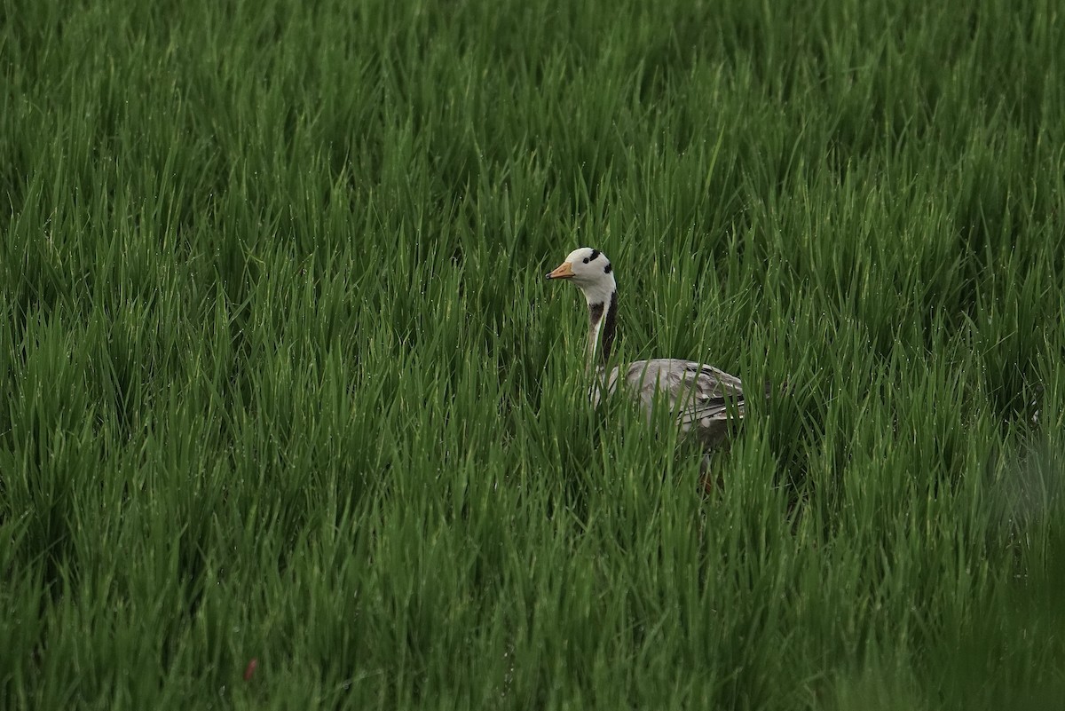 インドガン - ML642461347