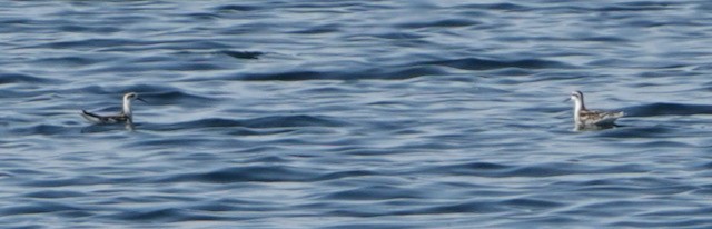 Phalarope à bec étroit - ML642461353