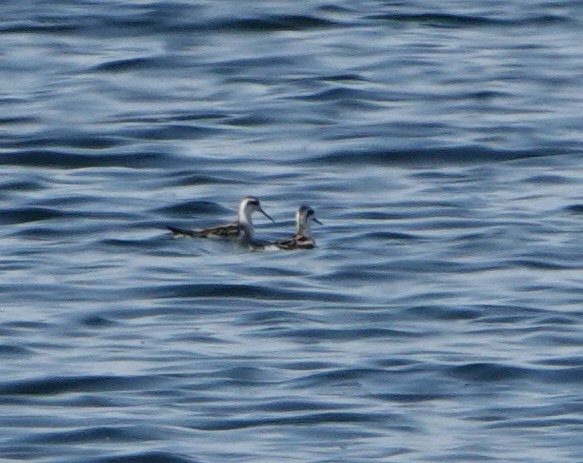Phalarope à bec étroit - ML642461354