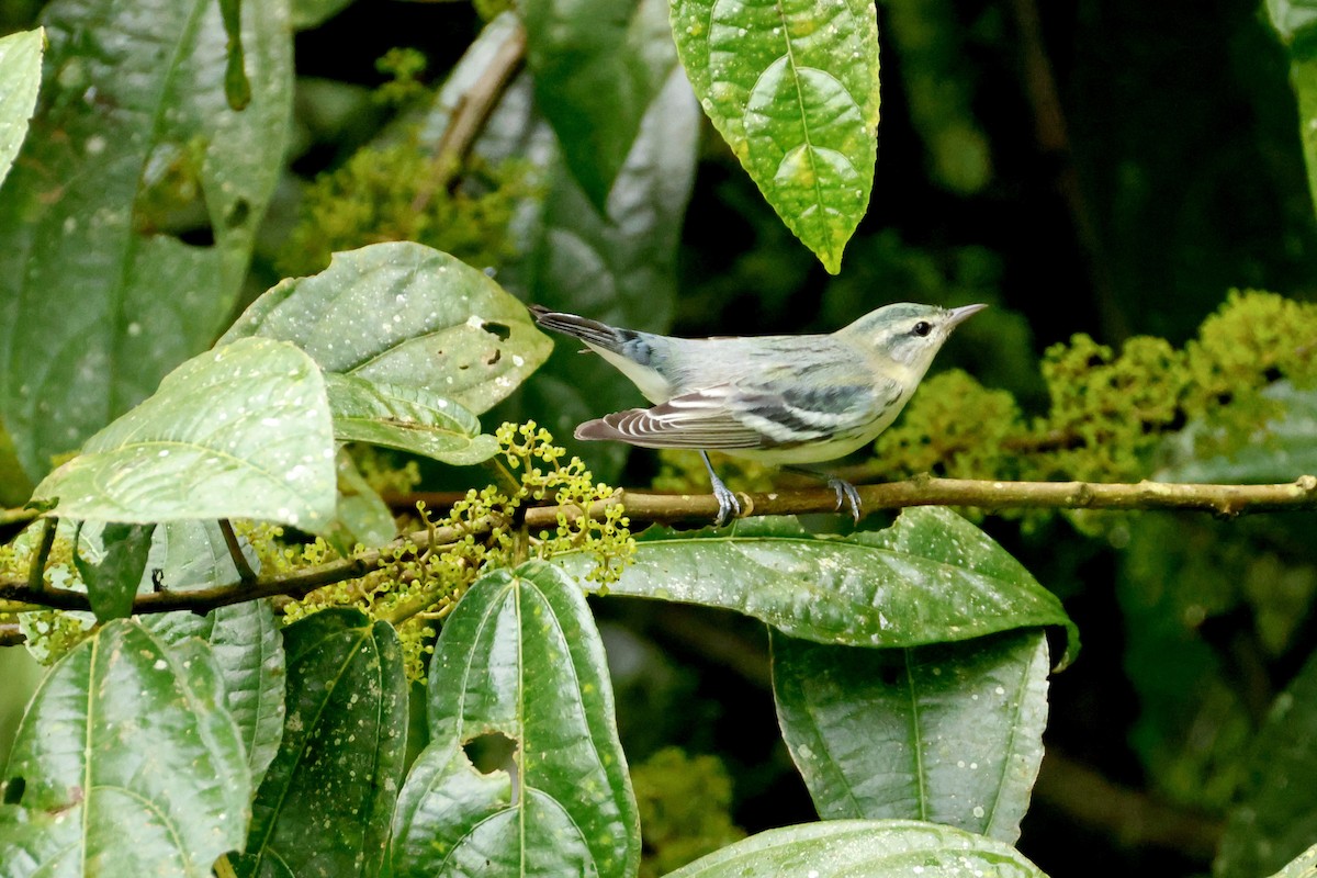 Paruline azurée - ML642461360