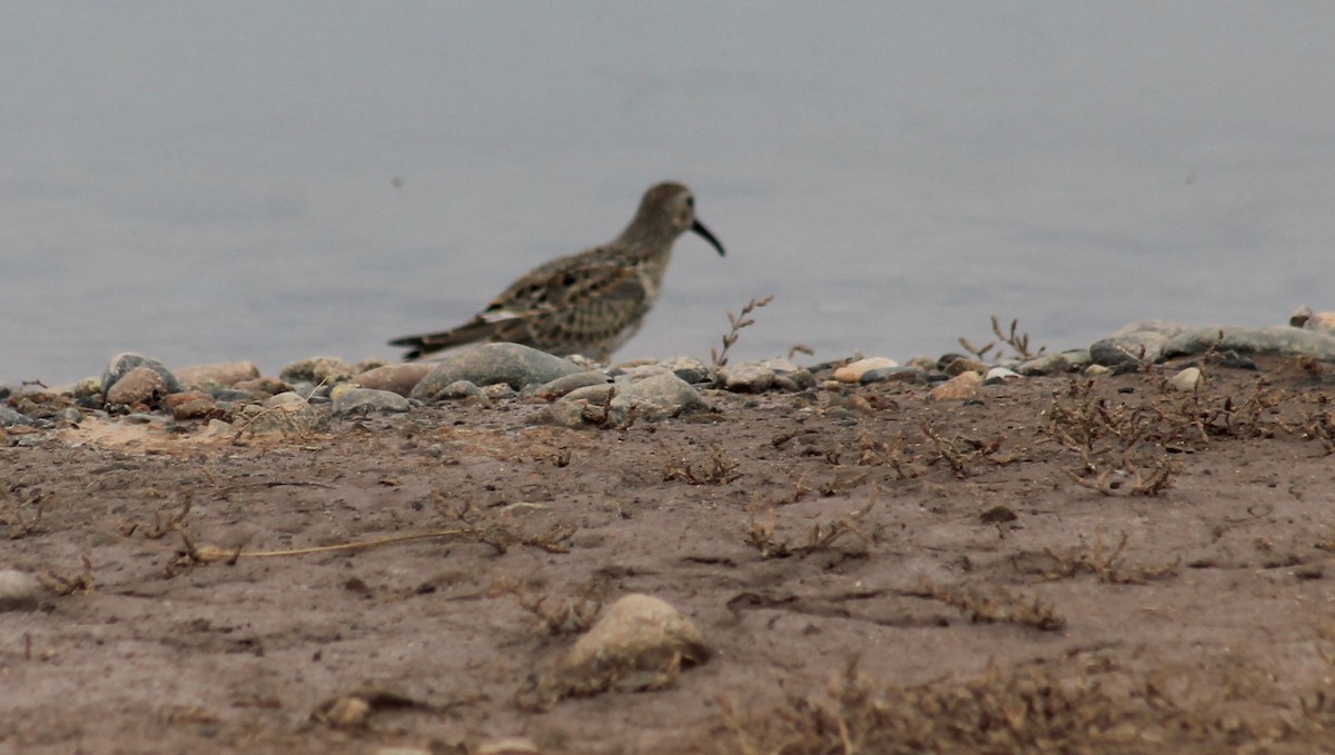 Bécasseau variable - ML642461371