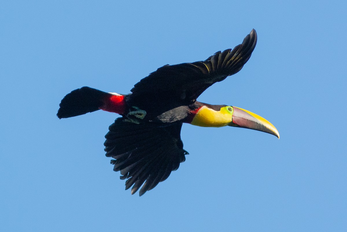 Toucan tocard - ML642461378