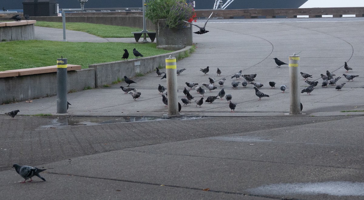Pigeon biset (forme domestique) - ML642461381