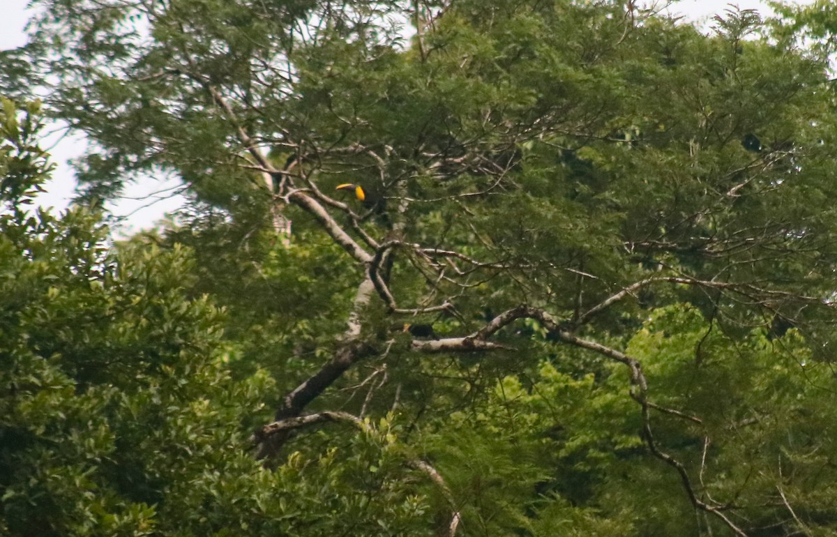 Toucan tocard - ML642461392