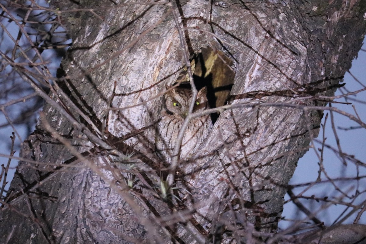 Tropical Screech-Owl - ML642461396