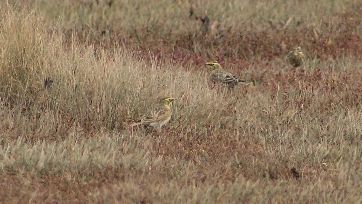 Horned Lark - ML642461419